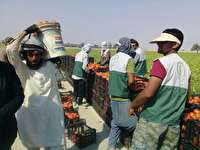 جهاد خدمت‌رسانی ۵۰ هزار مهندس کشاورزی در مناطق سیل‌زده