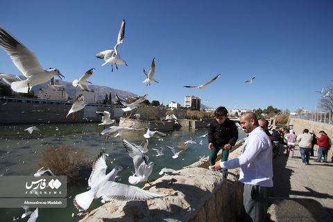 مهاجرت مرغان دریایی سیبری به شیراز