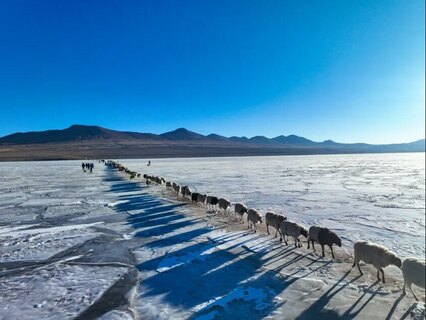 عبور یک گله گوسفند از روی یک رودخانه یخزده در چین