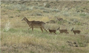 تلفات گوزن‌های زرد از سایت تکثیر حیات وحش بیجار