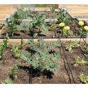 اجرای آبیاری قطره‌ای در رودشتی