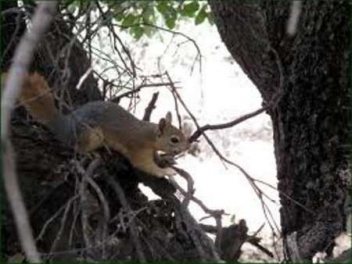رهاسازی چهار بتانه سنجاب در کردستان به دامن طبیعت