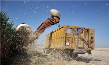 نیشکر هفت‌تپه با واگذاری به بخش خصوصی احیا می‌شود
