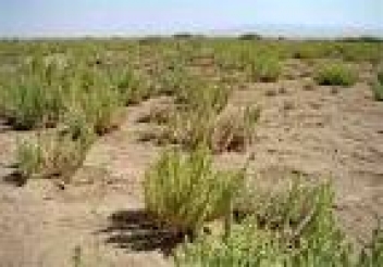 امسال 146 هزار اصله نهال در 300 هکتار از اراضی بیابانی استان بوشهر کاشته شد