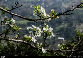شکوفه های بهار در مازندران