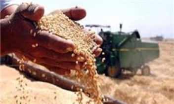 خرید بیش از 80 هزار تن گندم از کشاورزان مازندرانی