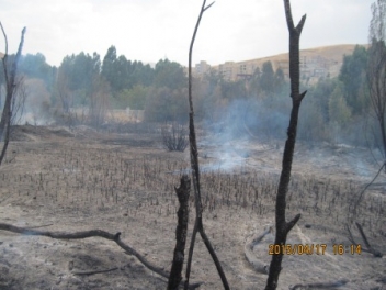 شش هکتار از باغات نزدیک پل قشلاق سنندج درآتش سوخت