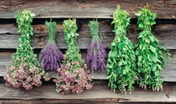 2 هزار و 100 قلم  گیاهان دارویی در منطقه کردستان