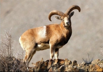 منطقه حفاظت شده بیجار در انتظار طبیعت‌گردان نوروزی