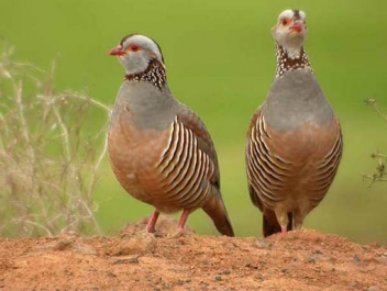 رهاسازی 2 قطعه كبك در دامان طبیعت مریوان