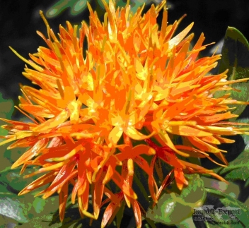 کشت محصول گلرنگ دیم برای اولین بار در اراضی دشت کامیاران