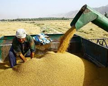 خريد تضميني بیش از 726 هزار تن گندم در خوزستان