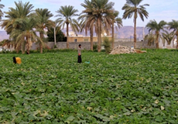 تخصیص120میلیارد تومان تسهیلات به واحد های تولیدی غیر فعال بخش کشاورزی