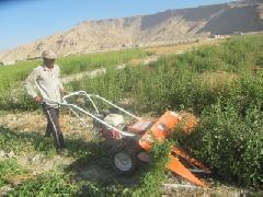 آغازکشت کنجد در بستک
