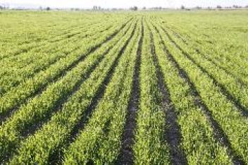 تجهیز تمام اراضی کشاورزی هرمزگان به سیستم آبیاری نوین