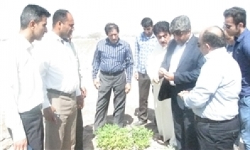 کشت الگویی بادام‌ زمینی در بندرلنگه