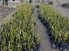 کاشت 3300 اصله نهال گونه های مانگرو در تالاب بین المللی خور آذینی