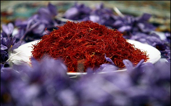 اجراي طرح کشت زعفران برای نخستین بار در مریوان