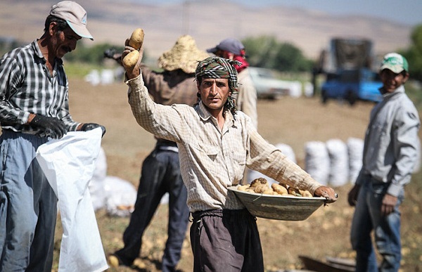 سوز سرما و ناله گارگران فصلي سوز سرما و ناله گارگران فصلي