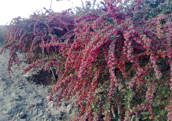 زرشک مرغوب خراسانجنوبي دربرابر مشکلات زانو زد! زرشک مرغوب خراسانجنوبي دربرابر مشکلات زانو زد!