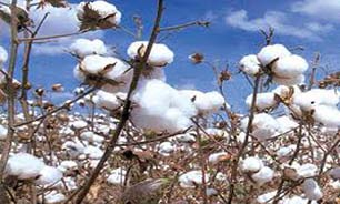 پیش بینی تولید 750 تن پنبه در استان هرمزگان