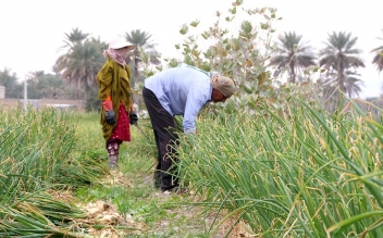 پیش بینی تولید 15هزارتن پیاز در قلعه قاضی
