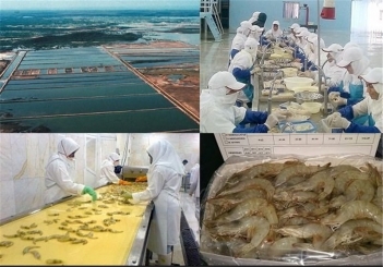 شکسته شدن رکورد کشوری تولید میگوی پرورشی در هرمزگان