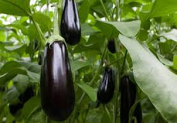 آغاز برداشت بادمجان در هرمزگان