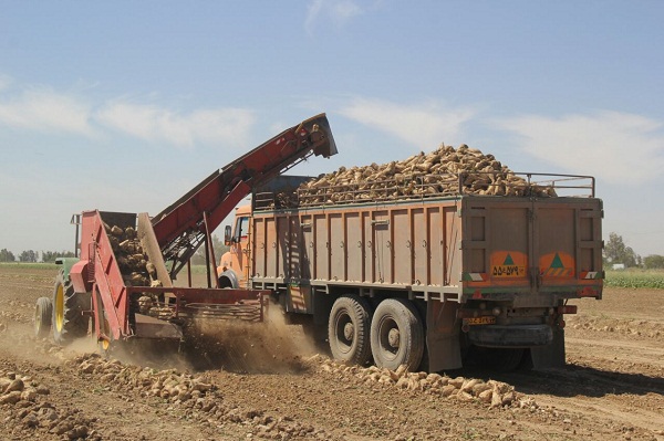 شکر وارداتي کام چغندرکاران آذربايجاني را تلخ کرد شکر وارداتي کام چغندرکاران آذربايجاني را تلخ کرد