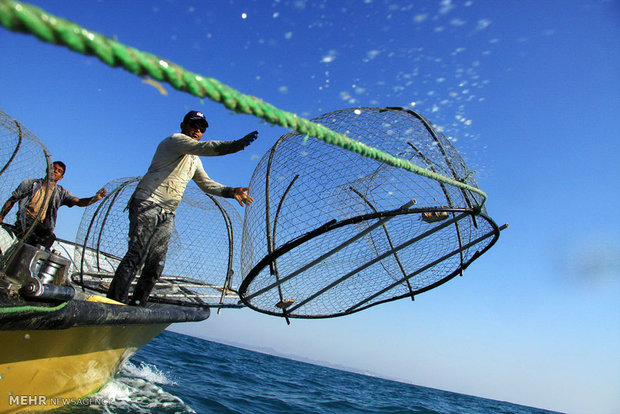 آغاز برداشت ماهی سوف دریایی در استان هرمزگان