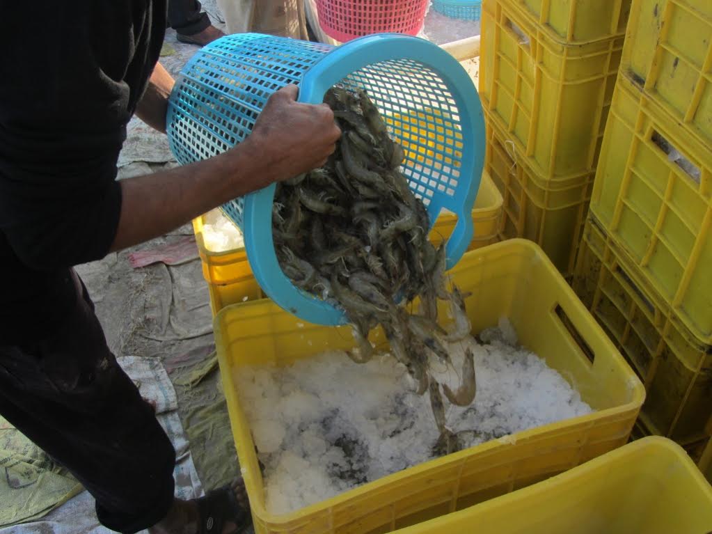 پیش بینی تولید 5 هزار و 500 تن میگوی پرورشی در میناب