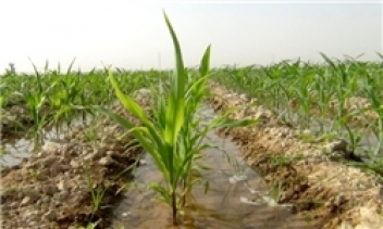 اجرای پروژه تحقیقاتی کشاورزی مشترک ایکاردا و جهاد کشاورزی سنندج