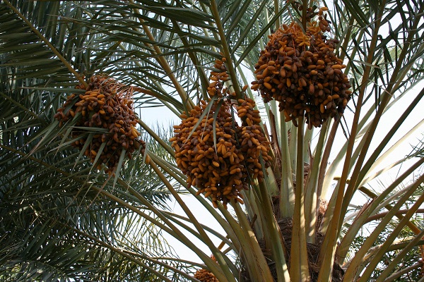 سرنوشت تلخ پسته در انتظار خرماي شيرين ايران سرنوشت تلخ پسته در انتظار خرماي شيرين ايران