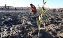 کاشت ۵۰۰ نهال حرا در بندرکلاهی میناب
