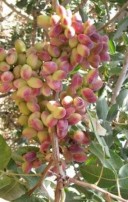 صادرات 41میلیون دلار محصولات کشاورزی از استان مرکزی