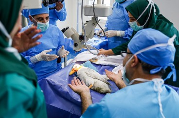 انجام عمل جراحی آب مروارید روی یک اردک در تبریز