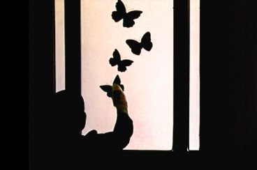 داستان «پدر پروانه ها» و خانه ای بی