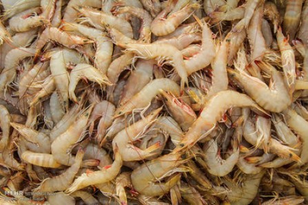 هرمزگان رکورد دار میزان تولید میگوی پرورشی در کشور