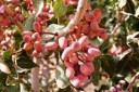 ایجاد اتحادیه پسته‌کاران دغدغه اساسی کشاورزان دامغان است
