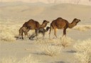 ورود هرمزگان به صنعت تولید شیر شتر با کمک آلمانی‌ها
