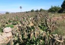 خسارت 18 میلیارد تومانی به بخش کشاورزی رودان بر اثر سرما