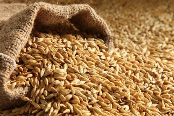 خرید بیش از 3 هزار تن جو برای تأمین نهاده های دامی دامداران آذربایجان غربی