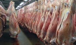 خبری از کاهش قیمت گوشت قرمز در بازار نیست