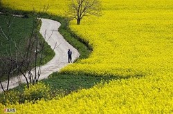 ایجاد مزرعه هایتک به صورت الگویی در استان آذربایجان‌شرقی