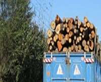 کشف ۱۰ تن چوب جنگلی قاچاق در مهدی‌شهر