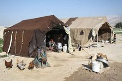سالانه 16000 تن گوشت قرمز در آذربایجان غربی تولید می شود