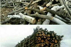 اجازه هیچ تعرضی به محدوده جنگل های ارسباران داده نمی‌شود