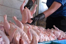 مرغ همچنان در مدار گرانی