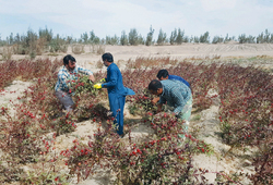 رشد ۱۰۰ گیاه دارویی مقاوم به خشکسالی در سرزمین خشک ایران