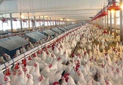 پول نهاده‌های دامی را از مرغداران گرفته‌اند اما بار نمی‌دهند